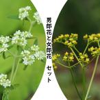 山野草セット： オトコエシとオミナエシ　各2ポットセット