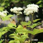オニシモツケ　9〜10.5cmポット苗　 山野草/耐寒性多年草/鬼下野/新商…