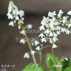 オサバグサ　9cmポット苗　 山野草/耐寒性多年草/新商品/※今季開花終了 …