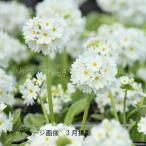(20ポット)プリムラ デンテキュラータ 白花　9cmポッ