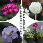 宿根草セット： プリムラ デンテキュラータ　3色各2ポ