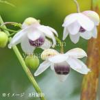  китайский астрагал sho лошадь 9~10.5cm pot рассада луговые и горные травы / выдерживающий холод . много год ./ цветок лотоса . лен /* этот сезон цветение конец 9/5 лист . развитие средний 