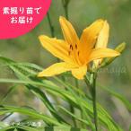 予約受付中▼(5株)ニッコウキスゲ　素掘り苗5株　 山野