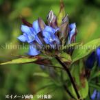ya морской dou9cm pot рассада луговые и горные травы / выдерживающий холод . много год ./ дракон ./ Iwate префектура собственный сырой вид /*9/27 лист . развитие средний 