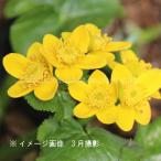 エゾリュウキンカ　10.5cmポット苗　 ビオトープ/ヤチブキ/蝦夷立金花/…