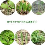  дикоросы рассада комплект :... только . еда .... дикоросы рассада 6 вид каждый 1 pot комплект 