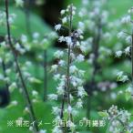 ズダヤクシュ　9〜10.5cmポット苗　 耐寒性多年草/薬草苗/喘息薬種/テ…