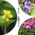 山野草セット：スミレ3種各2ポットセット