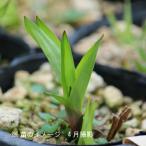 タガネソウ　9cmポット苗　 山野草/耐寒性多年草/※6/29葉が展開中
