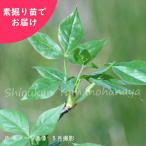 (5 АО )takano ушко высота дерева 30~50cm элемент .. рассада 5 АО дикоросы рассада /i моно ki/* поступление завершено 