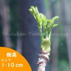 (1ポット) タラノキ 10.5cmポット幼苗 樹高1〜10cm/実生2年目から3年目/山菜苗/たらの芽/※10/5落葉しました