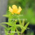トモエソウ　9〜10.5cmポット苗　 山野草/耐寒性多年草/巴草/※7/4…