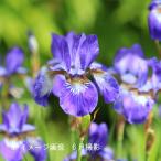 アヤメ 青花 10.5cmポット仮植え苗5ポットセット