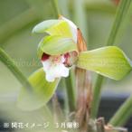 (5ポット)シュンラン　9〜10.5cmポット苗5ポットセット　 山野草/耐…