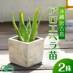 ショッピング観葉植物 アロエベラ 苗 2株 沖縄・宮古島産｜有機JAS 観葉植物 ガーデニング 園芸