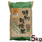 爆買 玄米　特別栽培米・新篠津あやひめ 玄米（5kg） ムソー 令和7年産新米 ★★数量限定★★