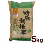 爆買 玄米　特別栽培米・新篠津あやひめ 白米（5kg） ムソー 令和7年産新米 ★★数量限定★★