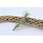 フンキアナTILLANDSIAFU...