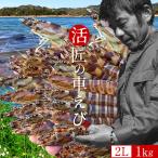 ショッピングおせち 車海老 活き 天草 特大 2L 1kg(30-32尾)［新えび］活車えび 生きたまま発送 熊本県 くるまえび 刺身 島育ち 匠の車えび［お歳暮 ふるさとギフト］