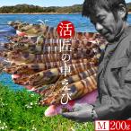  Takumi. машина море ...[ предварительный заказ 11 месяц ]M 200g(8-11 хвост ) машина .. сырой . Tama . отправка сырой еда для sashimi Kumamoto префектура производство небо . автомобиль .. остров .. прямые продажи новогодние каникулы рассылка возможно [ подарок по случаю конца года подарок ]