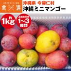 ミニマンゴー 1kg 沖縄県産 1〜3種程度 ご家庭用 マンゴー 今帰仁村 冷蔵便 同梱不可 指定日不可