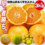 みかん 訳あり 3.1kg (3kg+保証分150g程度) 和歌山県産 早生みかん 温州みかん ミカン 蜜柑 柑橘 わけあり 常温便 同梱不可 指定日不可