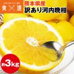 河内晩柑 訳あり 3kg 熊