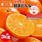 (1月中旬頃〜発送)紅まどんな 3kg 化粧箱 愛媛県産 西宇和 べにまどんな みかん ギフト 贈答 常温便 同梱不可 指定日不可 ミカン 蜜柑 旬