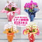 胡蝶蘭 ミディ 3本立 (鉢も付属) 花の色おまかせ ラッピング付き ギフト 贈答用 産地直送 熊本県産 華てまり なかがわ農園 洋蘭 ラン 洋ラン 花 常温便