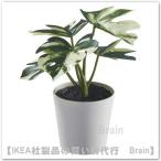 IKEA/ Ikea FEJKA/fe кальмар человеческий труд декоративное растение горшок с чехлом 14 cm монстера (405.932.07/40593207)