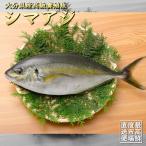 鮮魚 直送 大分 養殖 シマアジ 一本物 1kg  下処理可 市場直送 大分県産 鮮魚 鰺 カマ焼き 刺身 照り焼き 海鮮丼 造り 寿司