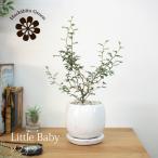 ( часть регион бесплатная доставка )sofola little Bay Be 5 цвет из можно выбрать керамика горшок поддонник имеется 4 номер (11.5cm)