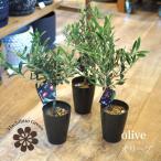 (一部地域送料無料) SOUJU オリーブ 3号ロングポット 観葉植物 卓上 創樹 ネバディロ・ブランコ マンザニロ チプレッシーノ シプレッシーノ ミッション