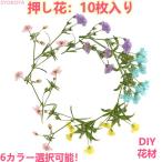 6色選べる 押し花 枝付き 天然花 ハンドメイド デコパーツ ドライフラワー スマホケース装飾 DIY 押し花アート 装飾 化粧 花材 アクセサリーパーツ 小分け 10枚