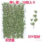 天然葉 押し花 ハンドメイド デコパーツ 天然色 ドライフラワー DIY ネイル フラワーネイル 化粧 乾燥シート 手芸 パーツ ブリザードフラワー 乾燥花 花材 10枚
