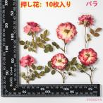 押し花 ローズ 薔薇 バラハンドメイド デコパーツ 押し花アート レジン スマホケース装飾 ドライフラワーDIY 化粧 手芸 パーツ ブリザードフラワー 花材 10枚
