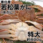 香住産・若松葉がに(特大)1匹(活生)(若松葉ガニ 若松葉蟹 水ガニ 水がに カニ かに 蟹 お取り寄せ 産地直送)