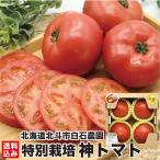  подарок на Bon Festival бог помидор Hokkaido белый камень сельское хозяйство .800g (4~5 шт передний и задний (до и после) ) овощи сомелье summit золотой . специальный культивирование подарок овощи средний шар роскошь рефрижератор сельское хозяйство . прямая поставка 