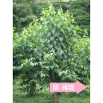 tochuu рассада 6 номер горшок ~ two gi-.~