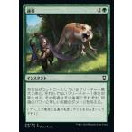 MTG ■緑/日本語版■ 《連帯/Band Together》統率者レジェンズ：バルダーズゲートの戦い CLB