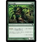 MTG ■緑/日本語版■ 《狐火の樫/Foxfire Oak》★FOIL★ シャドウムーア SHM