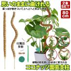 曲げられる ココスティック 2本 セット ココナッツ支柱 モンステラ支柱 80cm 観葉植物 モンステラ 支柱 園芸支柱 植物 ガーデニング用 モスポール 園芸用品