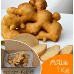 食用 高知県産近江生姜（白）1kg