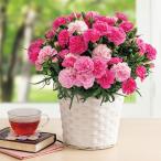 母の日 2025 ギフト ホシファーム カーネーション鉢植え「ホットハート」 (5号鉢) フラワー 花 花鉢 生花 フラワーギフト お届け期間5月7日〜11日