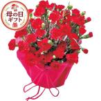 母の日 カーネーション鉢植え 赤 5号鉢｜人気の母の日フラワーギフト（5/6〜10お届け）