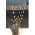 【送料出品者負担】スジヌマハリイ1鉢　日本の希少水辺植物　ビオトープに