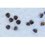 [ стоимость доставки выставляющая сторона плата ] - tabe Kanga Ray. семена 20 шарик наружный собственный культивирование японский редкий водное растения биотоп подготовка 