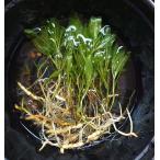 【送料出品者負担・限定出品】ガシャモク　3株　屋外栽培　日本の希少水生植物　…