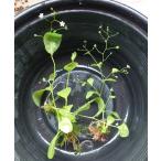 【送料出品者負担】ハイハマボッス　5株　日本の希少水生植物　水上葉　屋外栽培…