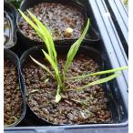 【送料出品者負担】ホソバヘラオモダカ　1株　日本の希少水生植物　屋外栽培　メ…
